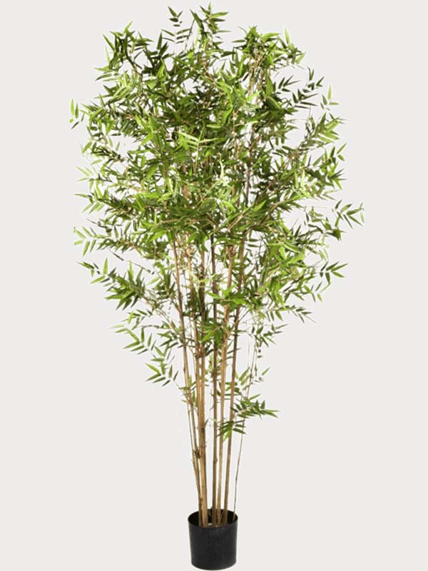 Bambou japonais oriental