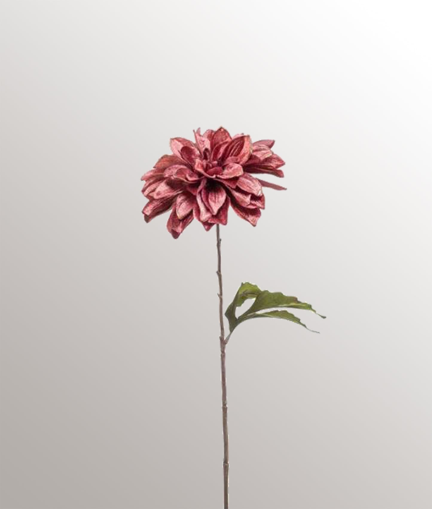 Dahlia spray velvet gold line