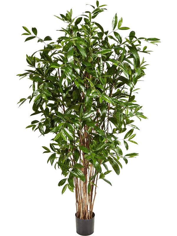Dracaena Surculosa