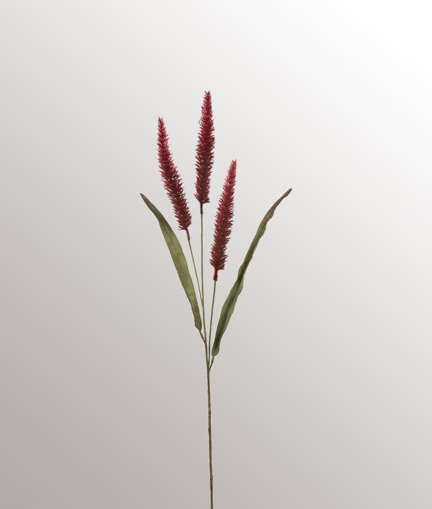 Pennisetum 3 pluimen Rood