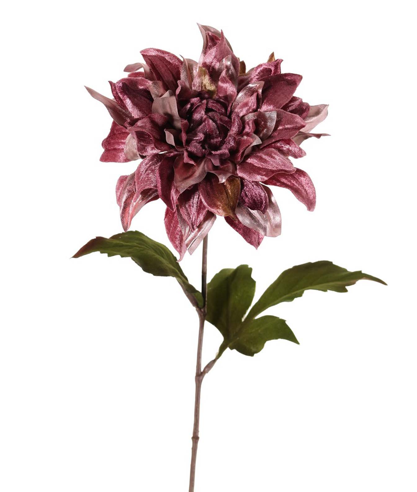 Dahlia fluweel