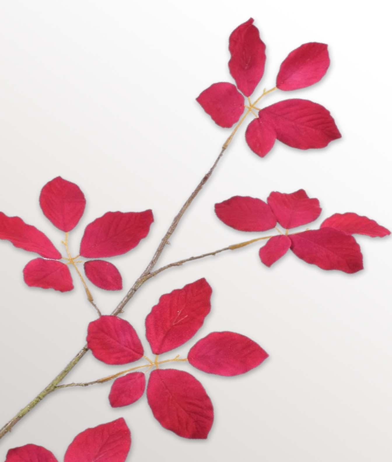 Velours de branches de feuilles