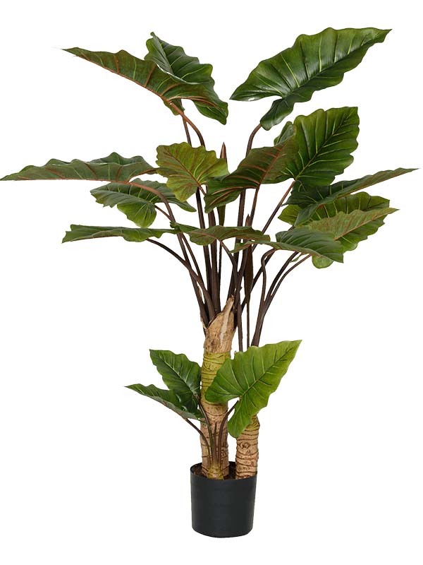 Alocasia (Vertakt)