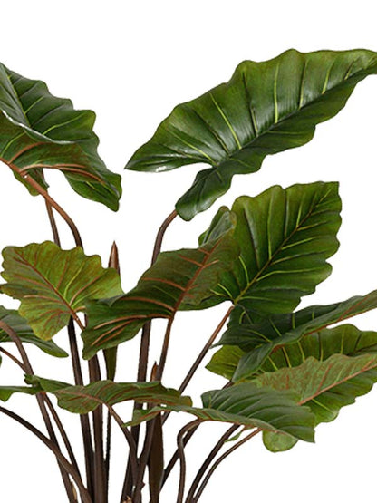 Alocasia (ramifiée)