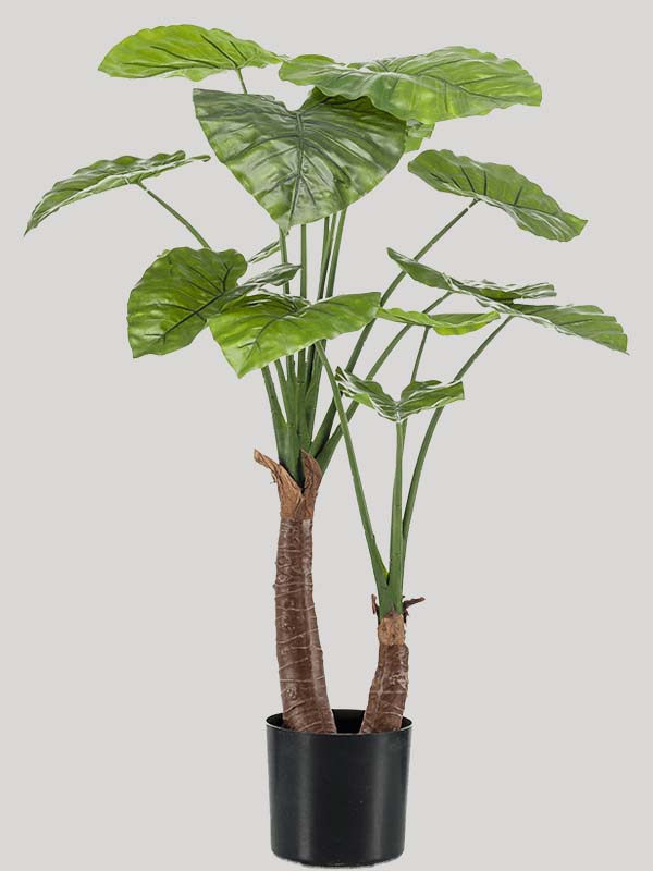 Alocasia