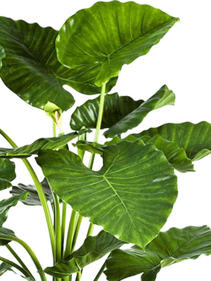 Alocasia calidora