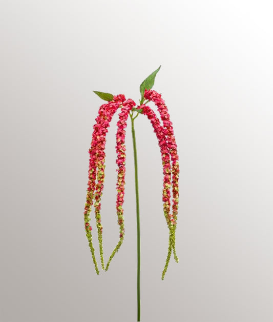 Amaranthus Tak x5 fuchsia