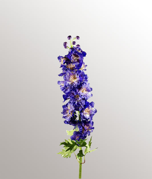 Delphinium