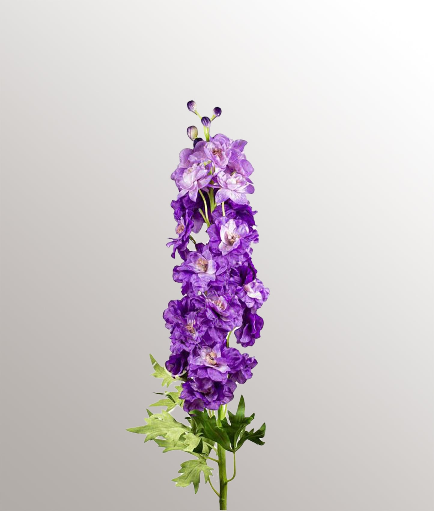 Delphinium