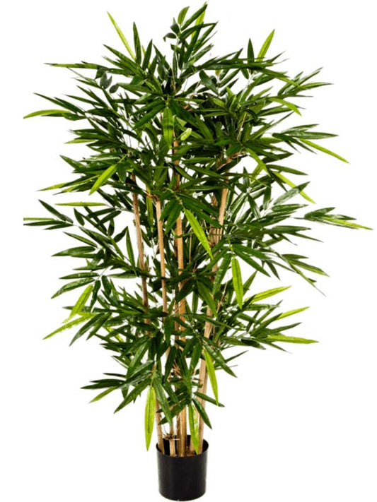 Bamboo (zuil)