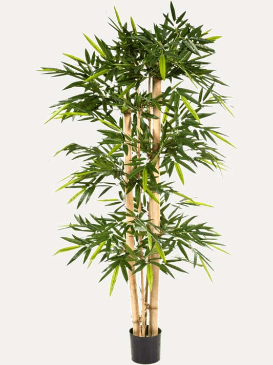 Bamboo (vertakt)