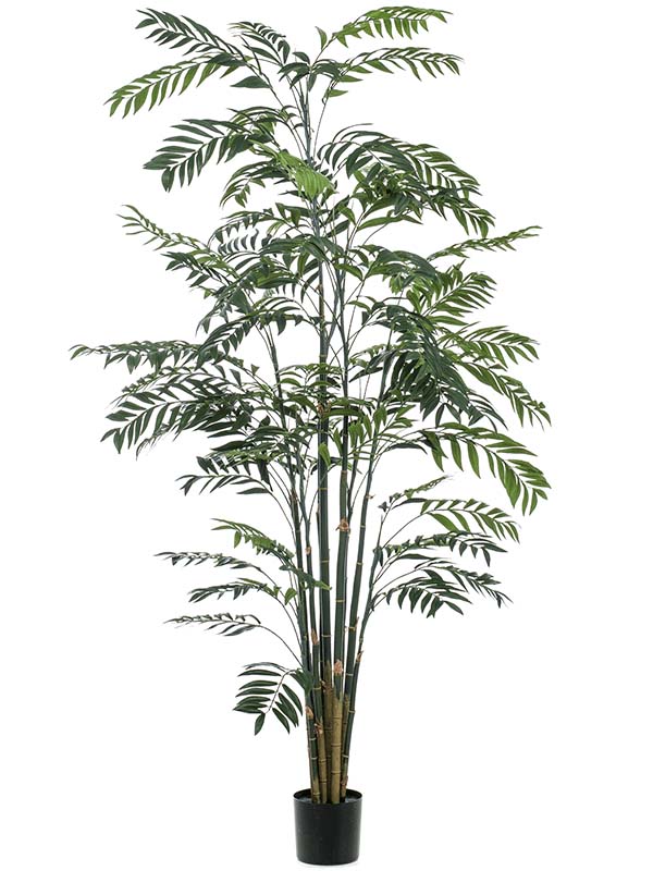 Bamboo Palm