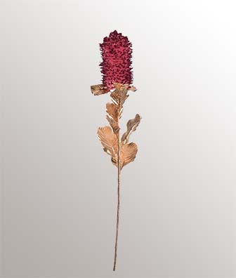 Callistemon citrin rose 