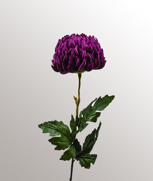 Chrysanthème violet