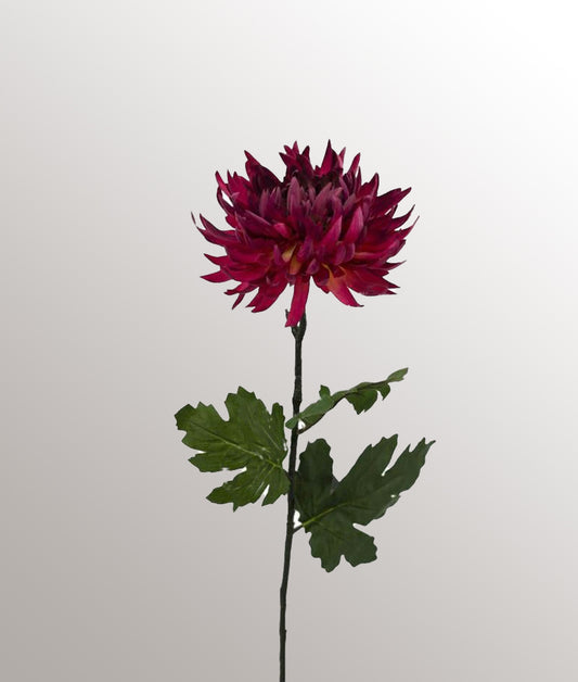 Chrysanthème rouge foncé