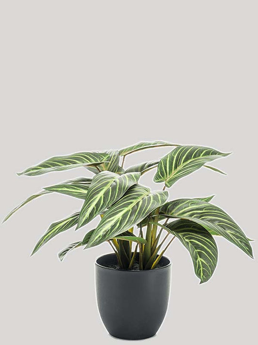 Calathea zebrina Buisson 