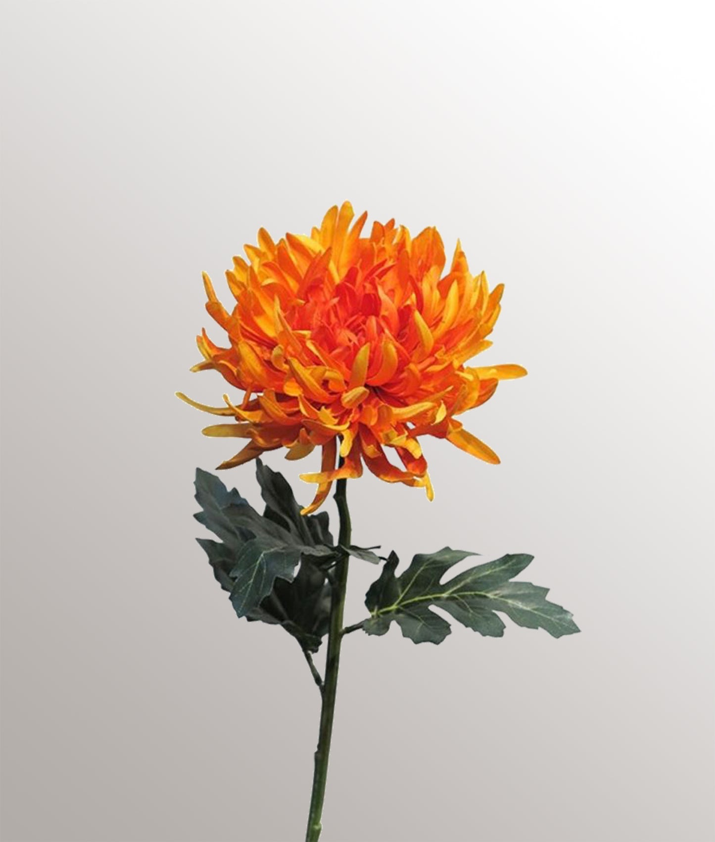 Branche de chrysanthème