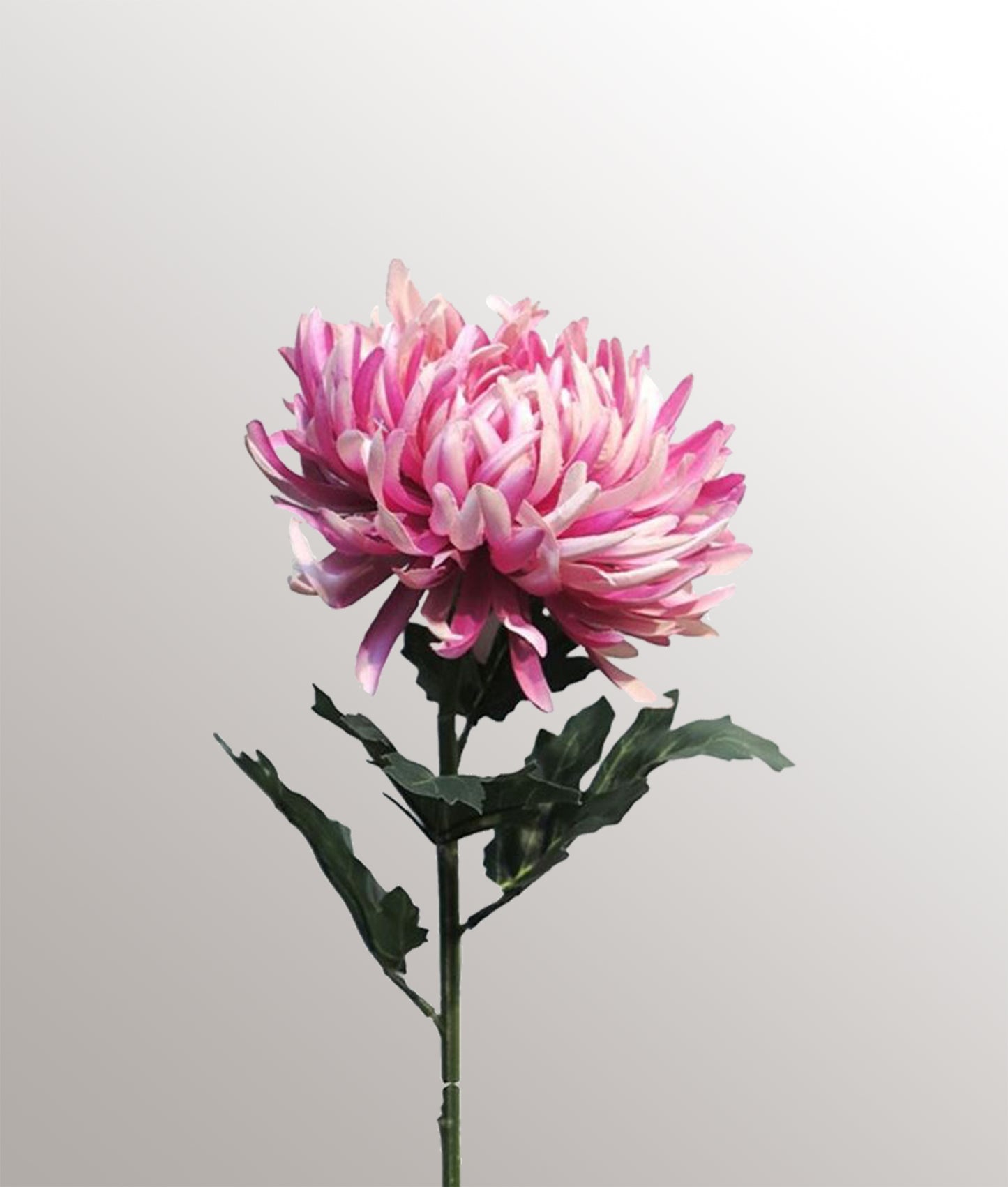 Chrysanthumum Tak