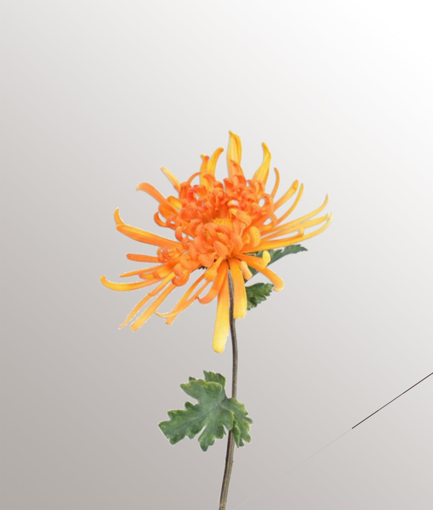 Tige de chrysanthème "S"