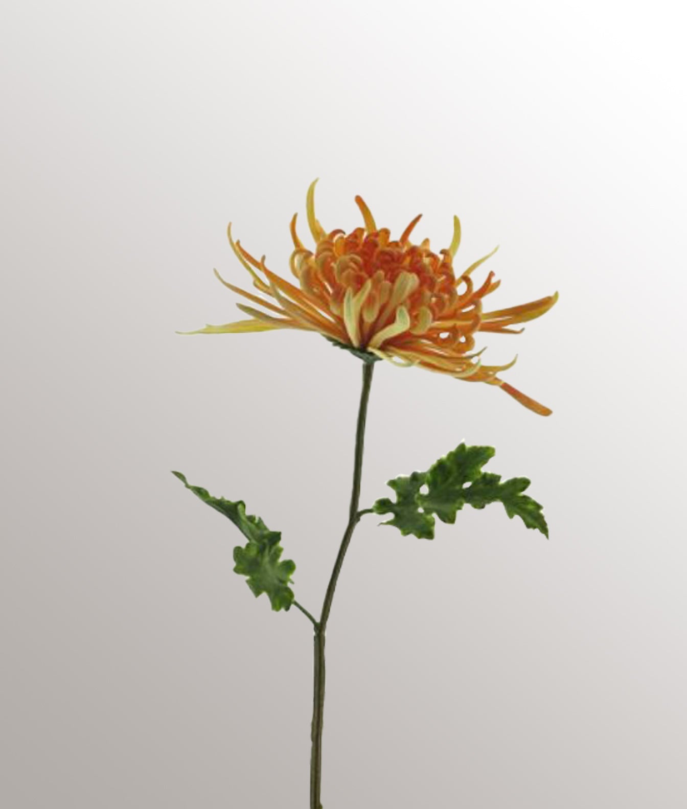 Tige de chrysanthème "S"