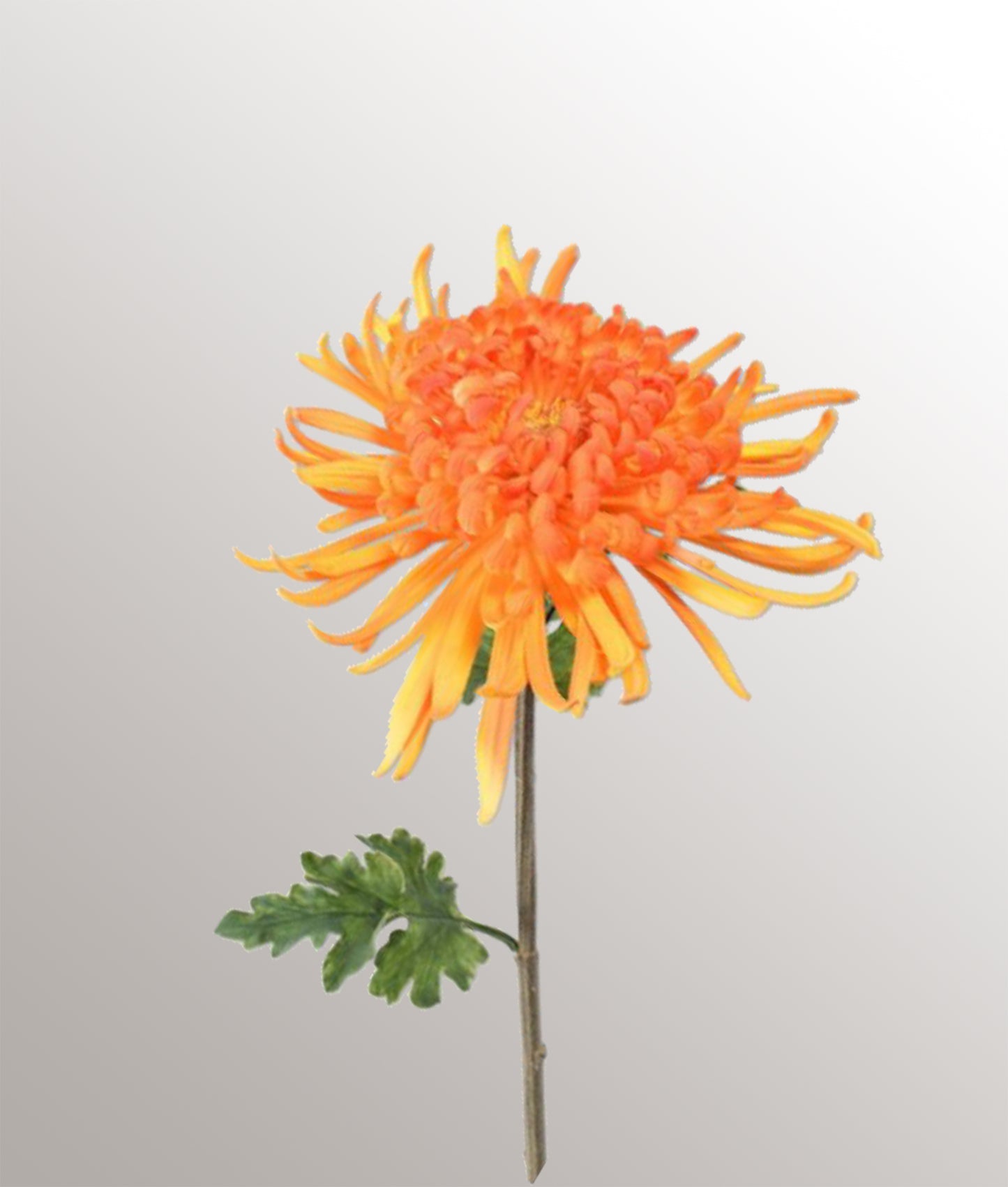 Tige de chrysanthème "L"