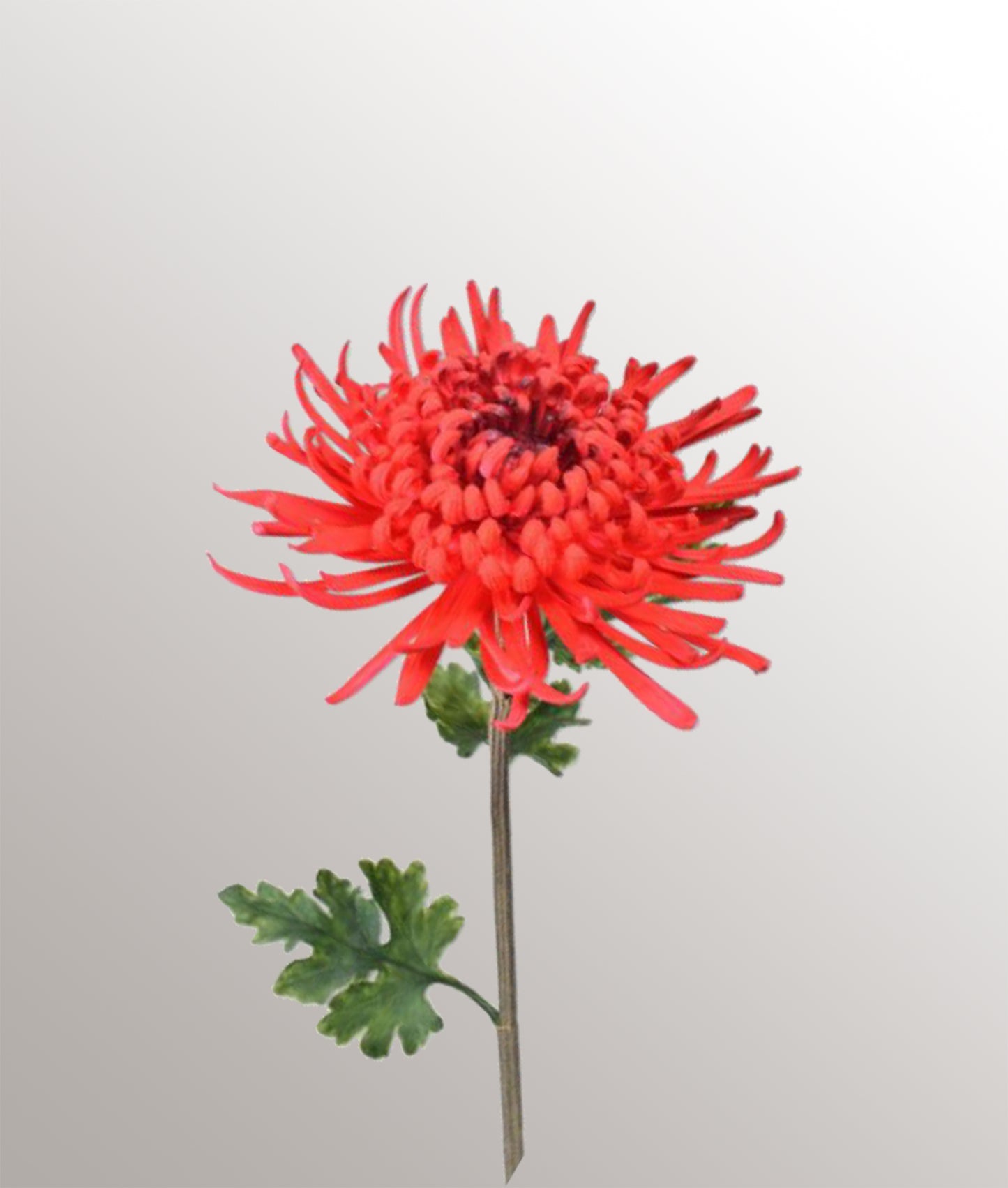 Tige de chrysanthème "L"