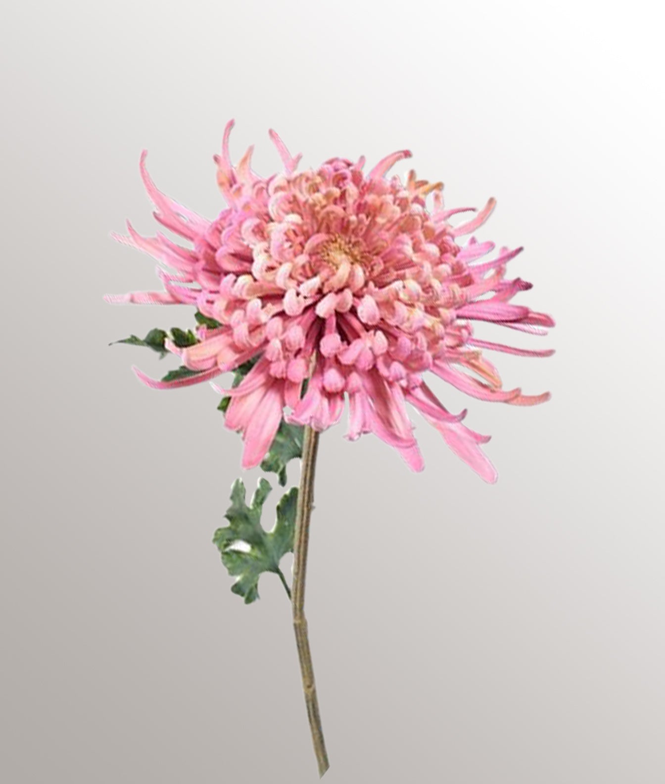 Chrysant steel "L"