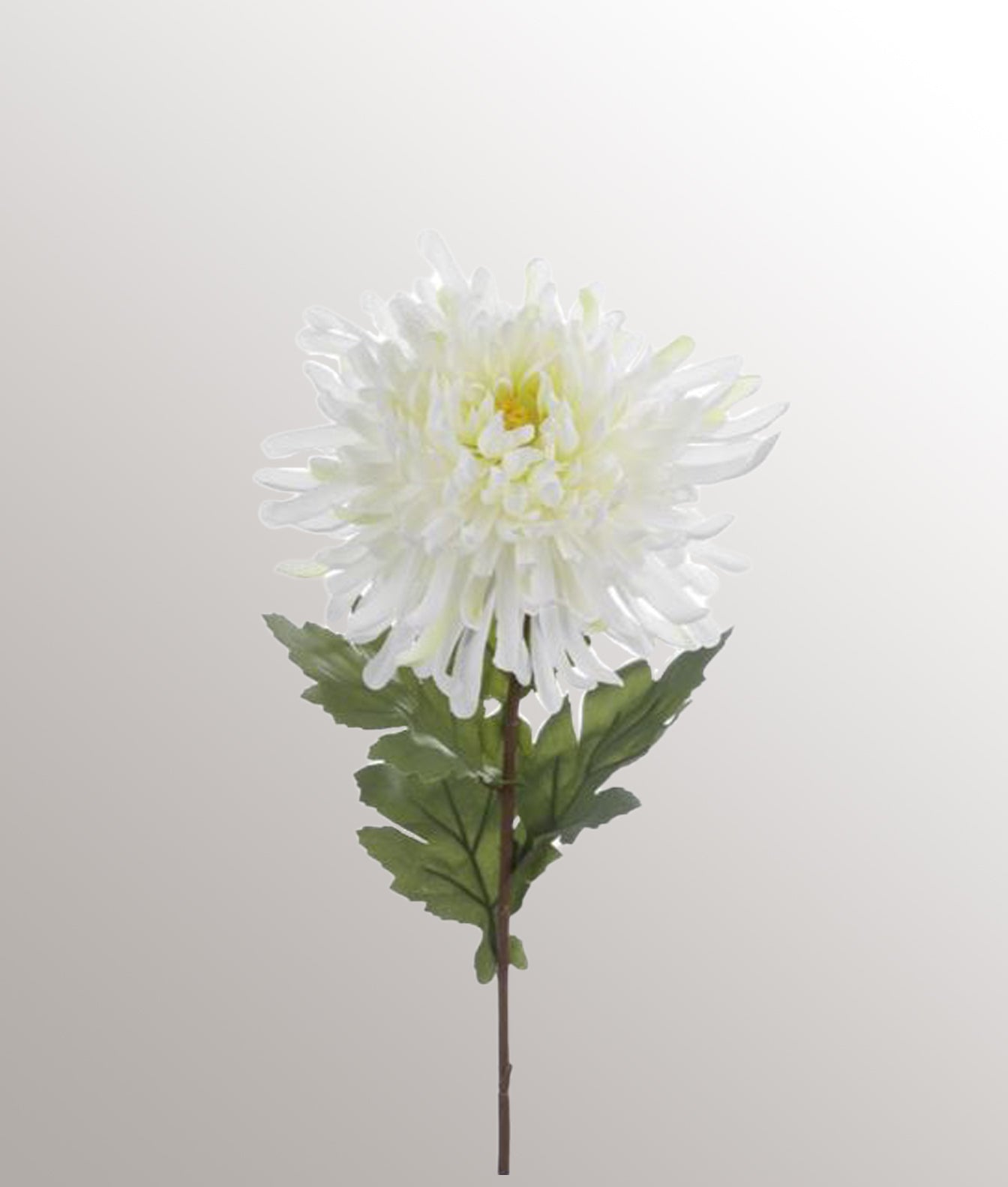 Chrysant