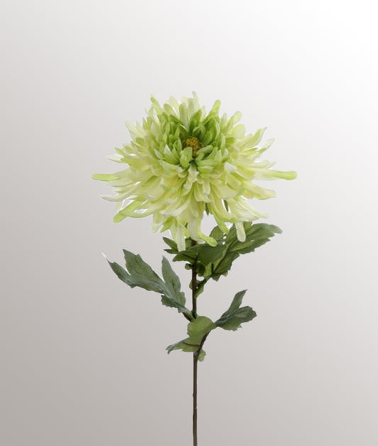 Chrysanthème