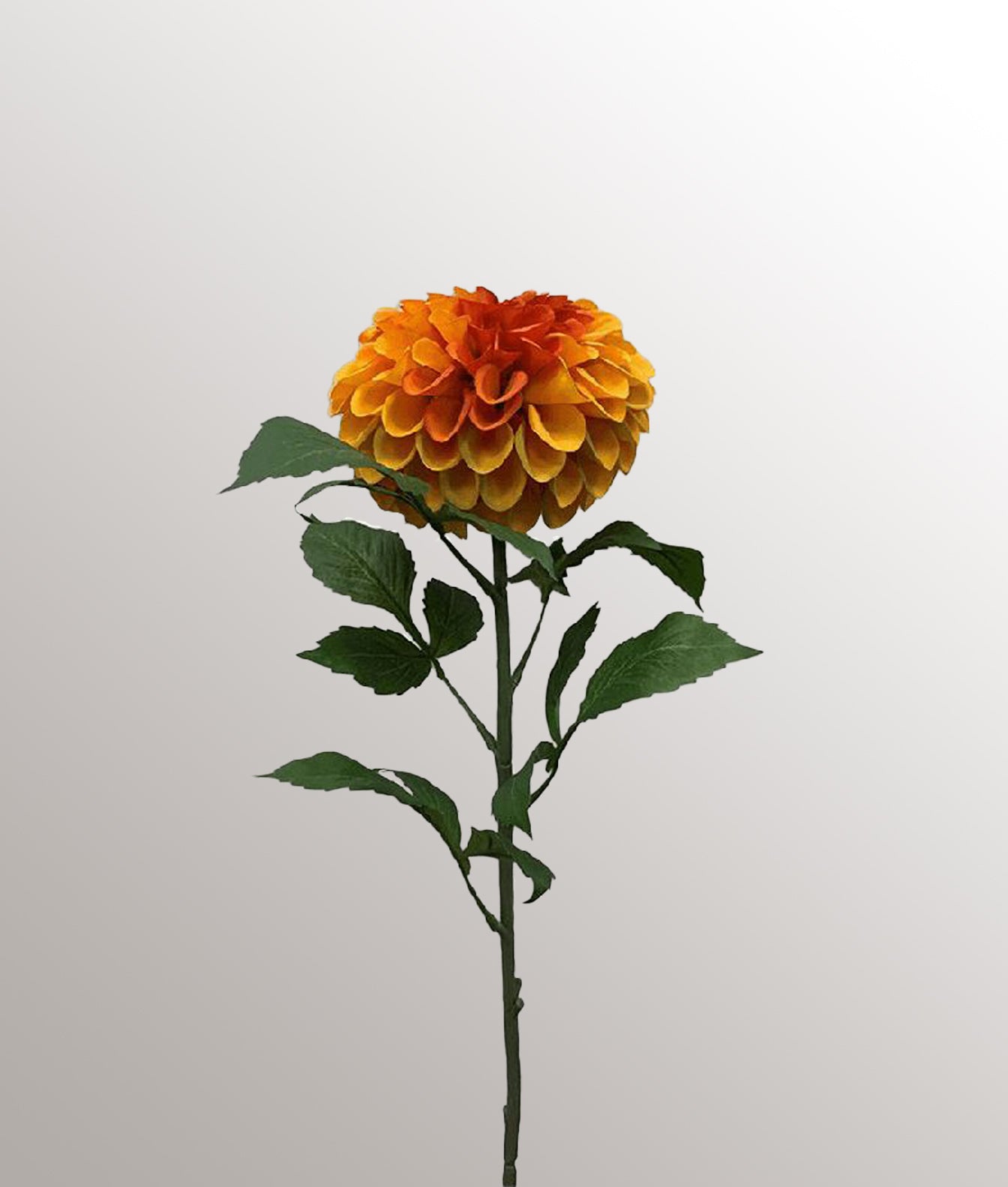 Dahlia Pompon