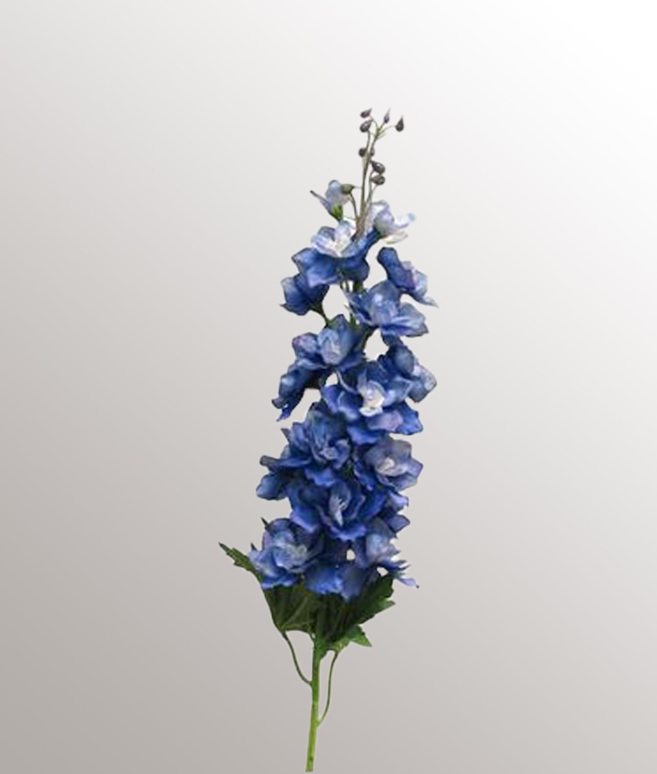 Delphinium Diva Bleu