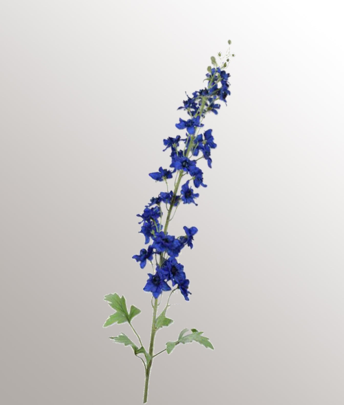 Delphinium blauw