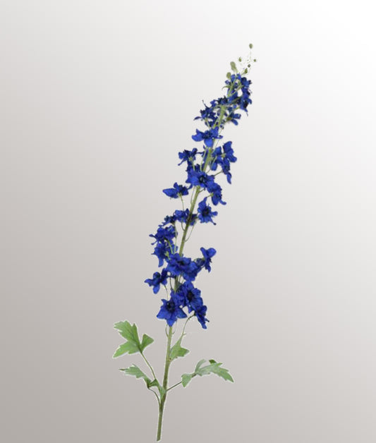 Delphinium blauw