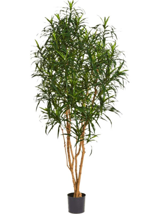 Dracaena Anita