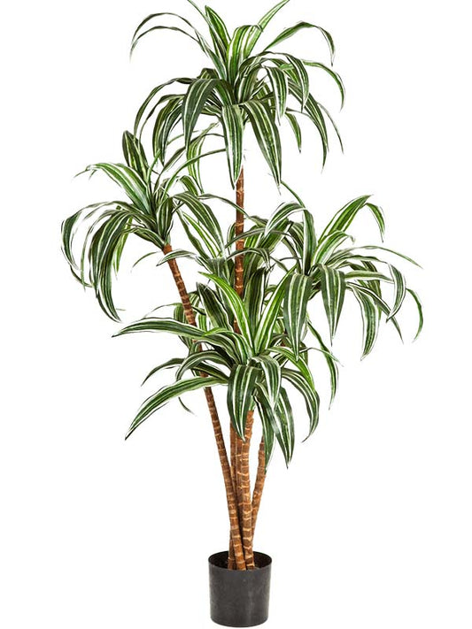 Dracaena