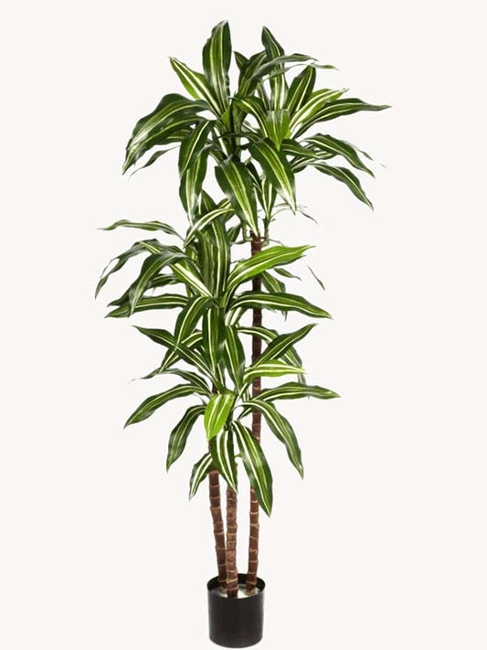 Dracaena fragrans