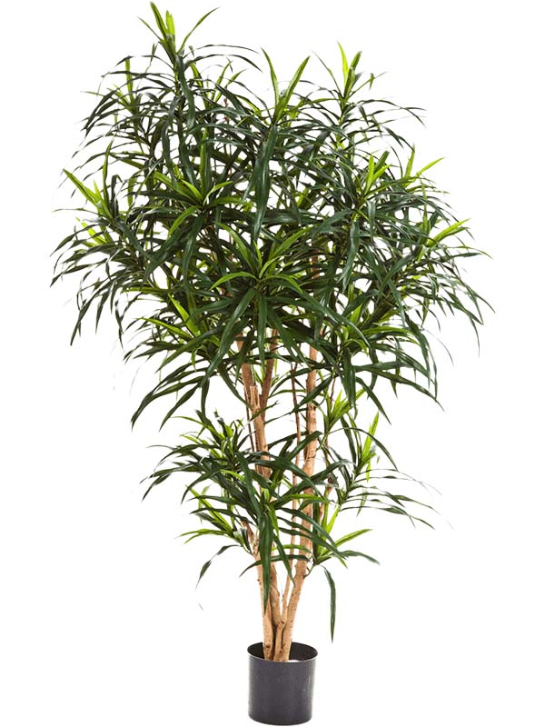 Dracaena reflexa Anita