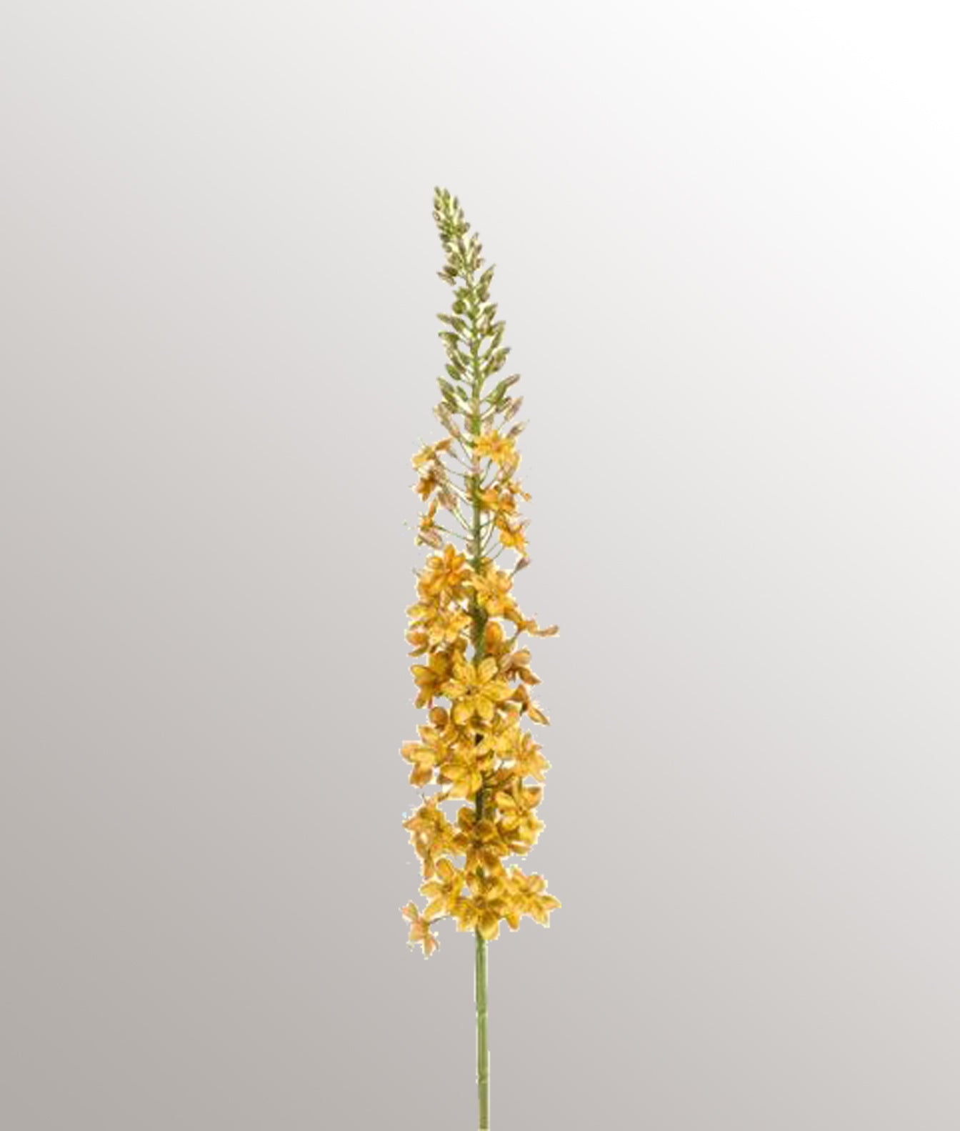 Eremurus spray velvet gold line