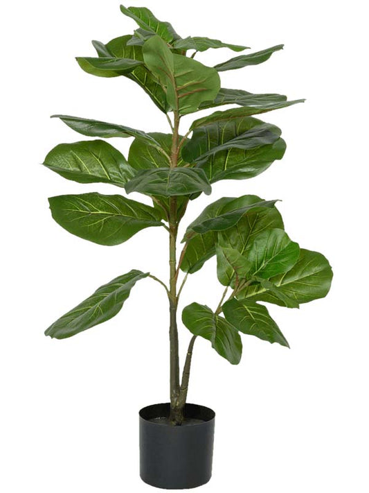 Ficus lyrata