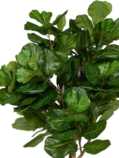 Ficus lyrata