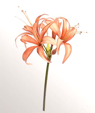 Hippeastrum peach