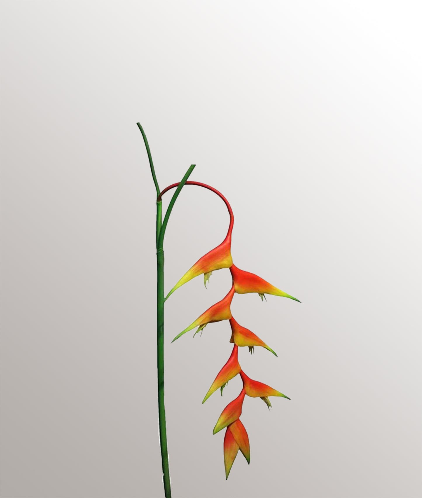 Branche Heliconia Caribea Orange