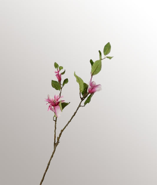 Branche de Magnolia Rose