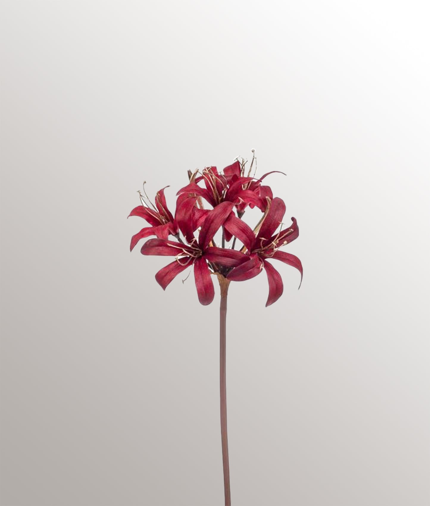 Nerine Spray Velvet Gould Line