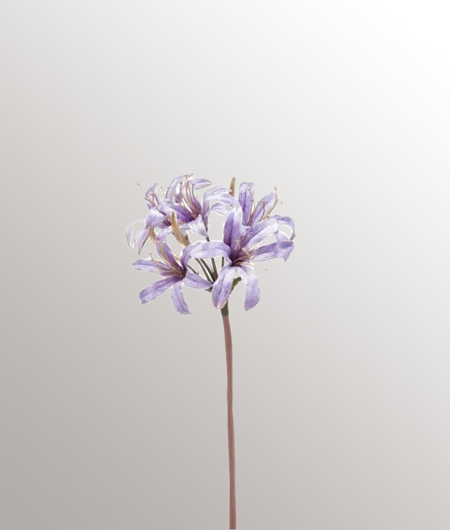 Nerine Spray Velvet Gould Line