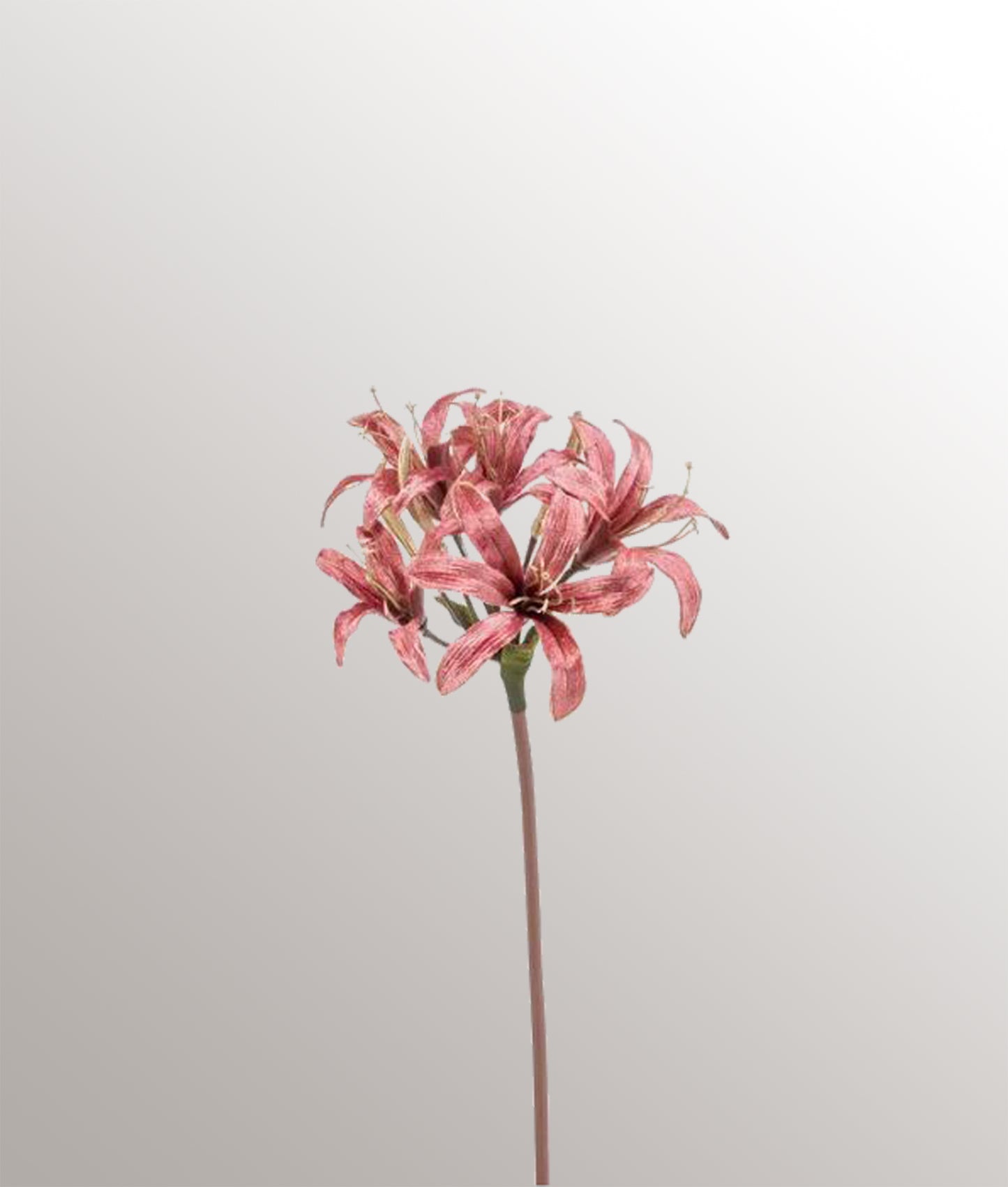 Nerine Spray Velvet Gould Line