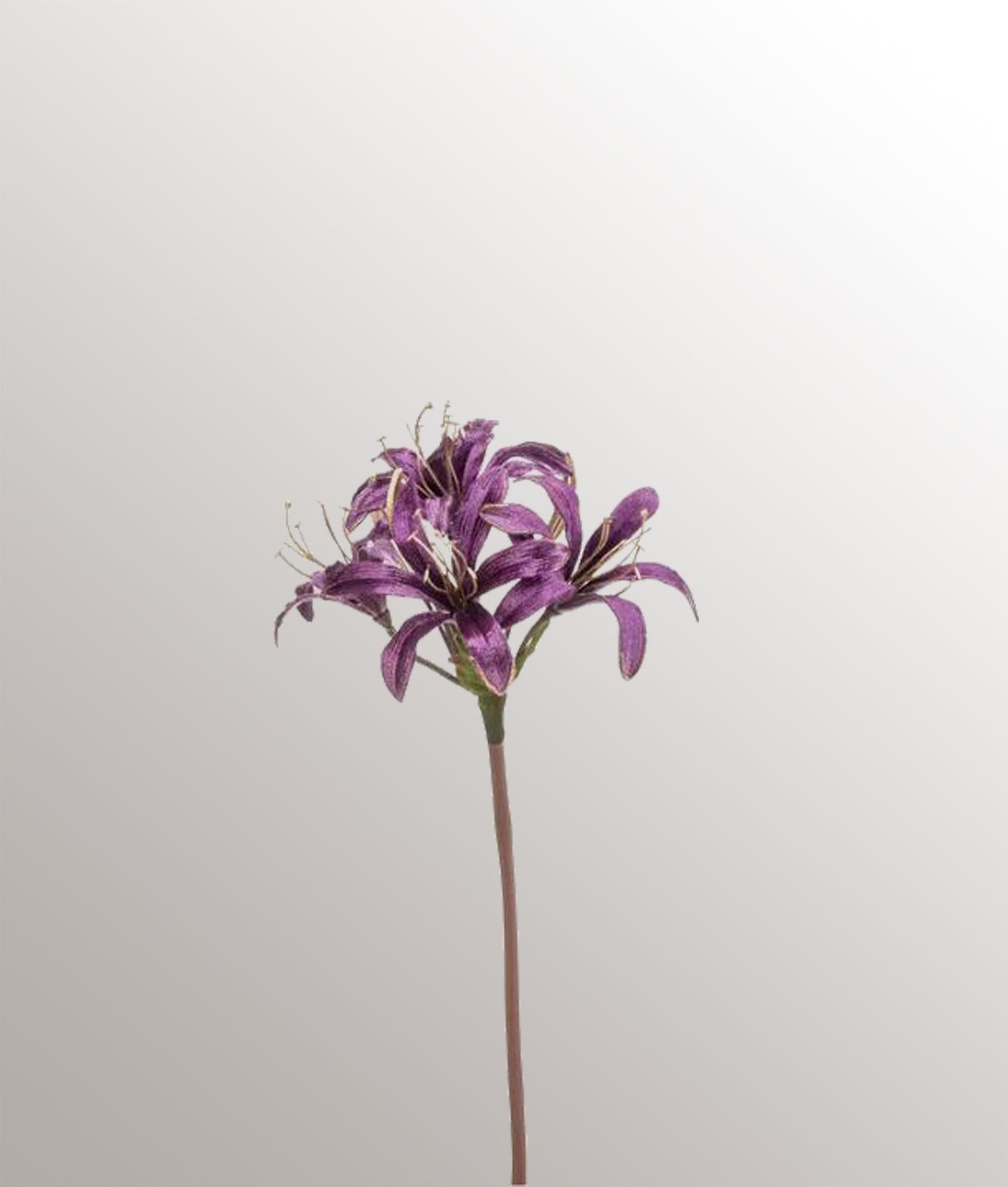 Nerine Spray Velvet Gould Line