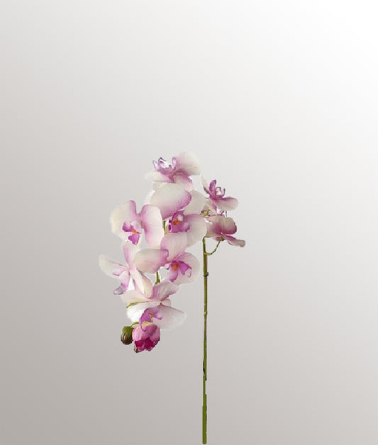 Orchidee wit roze