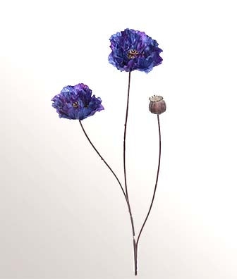 Coquelicot violet bleu