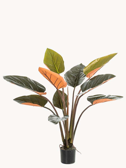 Philodendron